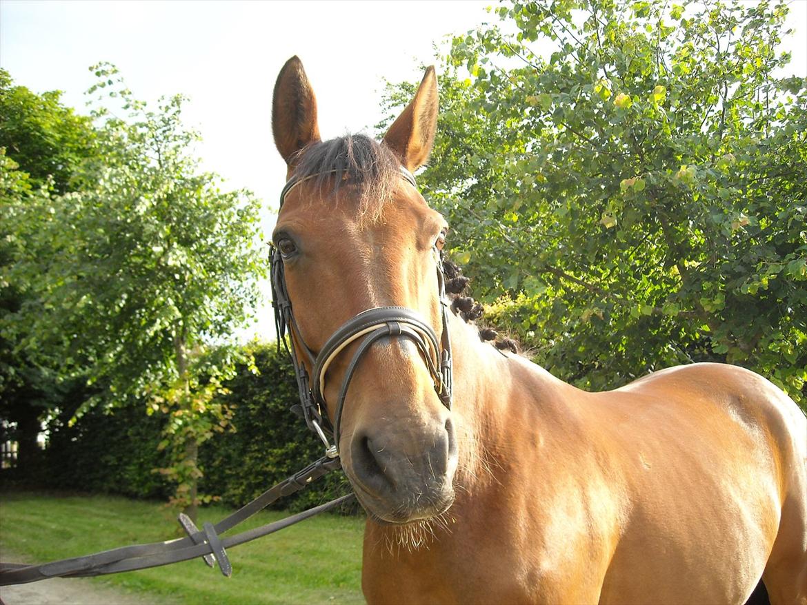 Dansk Varmblod Jackpot - Smukke dreng
 billede 3