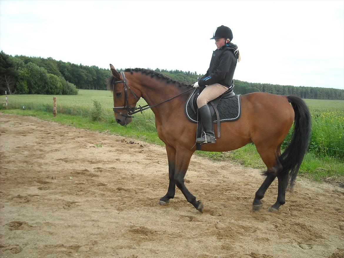 Dansk Varmblod Jackpot - Min storsøster rider ham billede 8