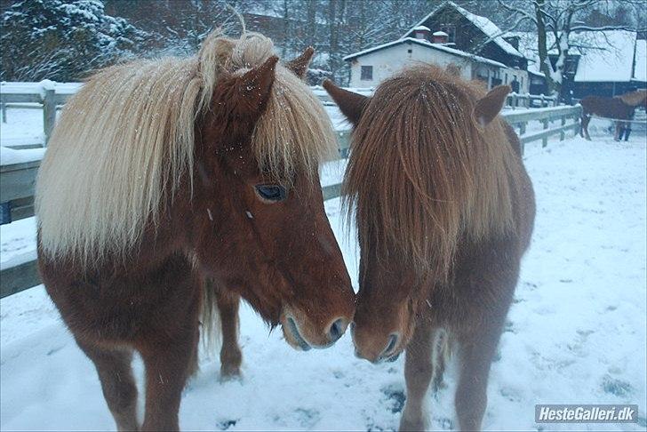 Islænder Draumur fra Rødstenskær - Adam & Draumur <3 billede 7