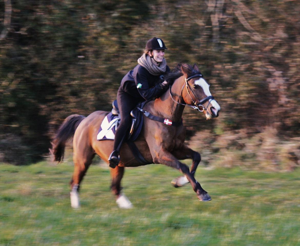 Sportsaraber (A) Chanel - Smukke Chanel og jeg tar en galop på marken - Efterår 2011 billede 18