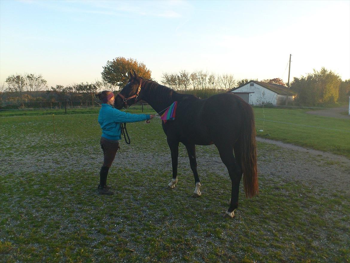 Dansk Varmblod Lammehaven's Rosita (Baby) billede 19