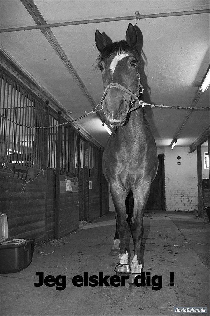 Anden særlig race Chess - Hej mit navn er Chess og jeg er en glad frisk dame! og så er jeg også ret stolt af mine seje sølv klokker;) Maria siger hun Elsker mig!:D det gør mig så glad, så glad;) Hihi! billede 1