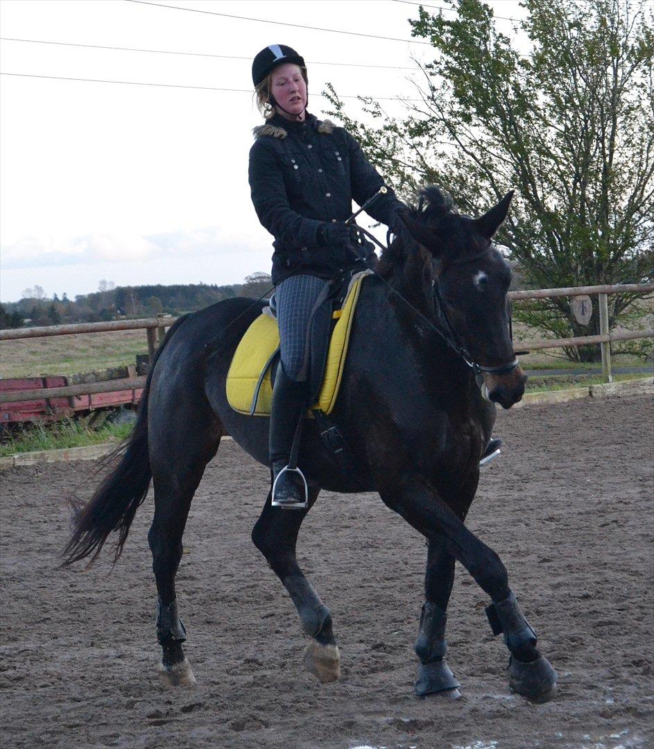 Dansk Varmblod Rosett - Undervisning hos Anne Ullegård. Foto: Marie Ravnholt billede 13