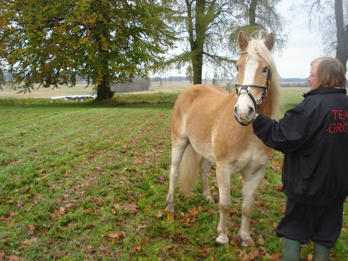 Haflinger Aros Aurel billede 18
