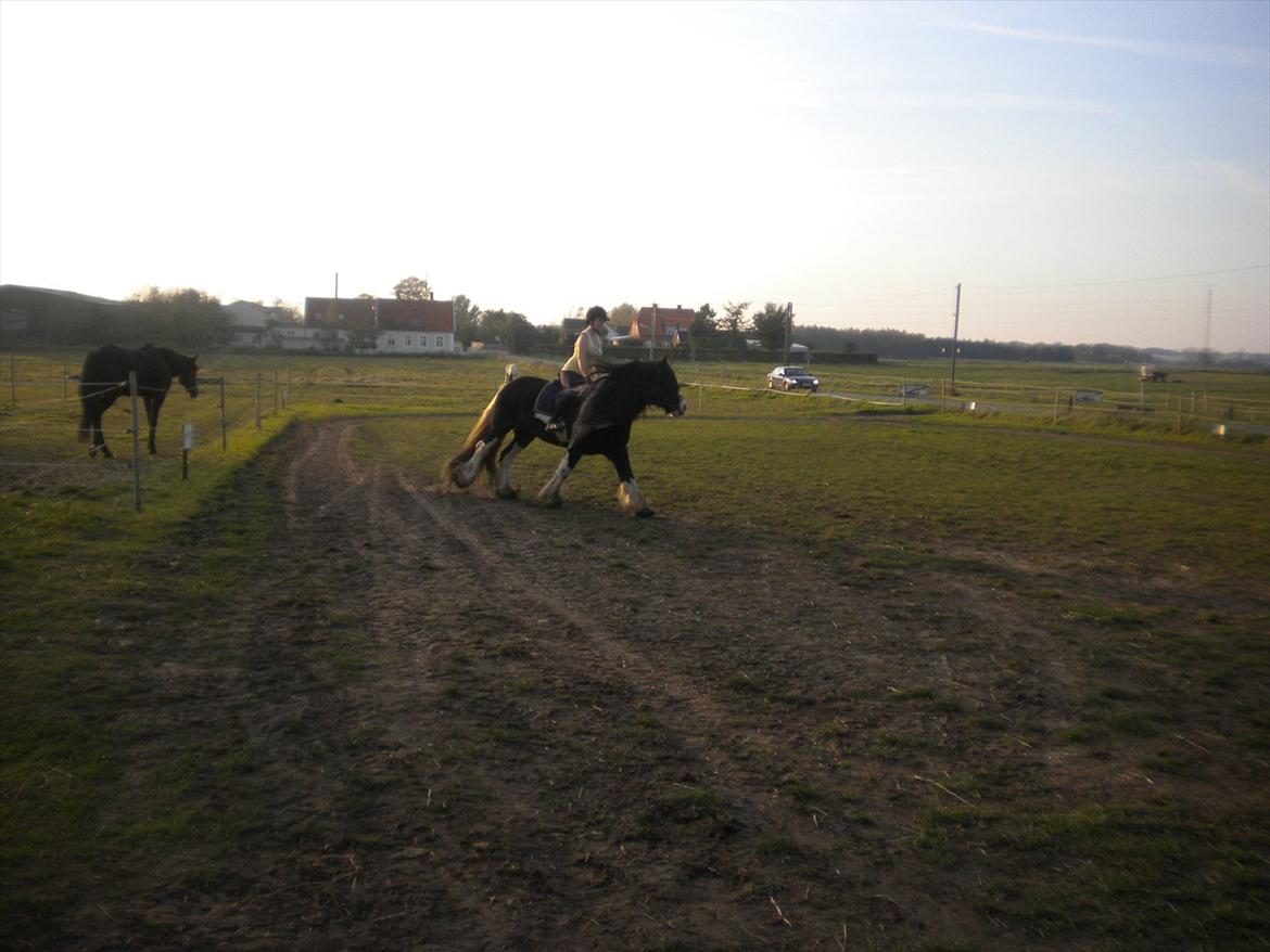 Irish Cob Sir Brutus of Ur billede 9