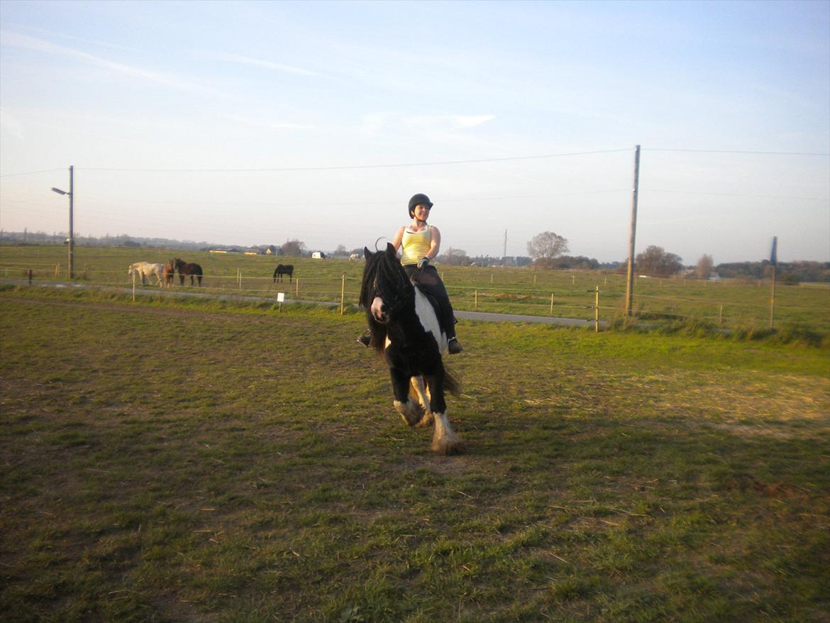 Irish Cob Sir Brutus of Ur billede 10