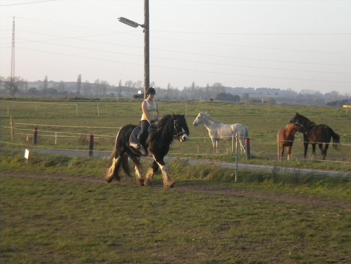 Irish Cob Sir Brutus of Ur billede 11