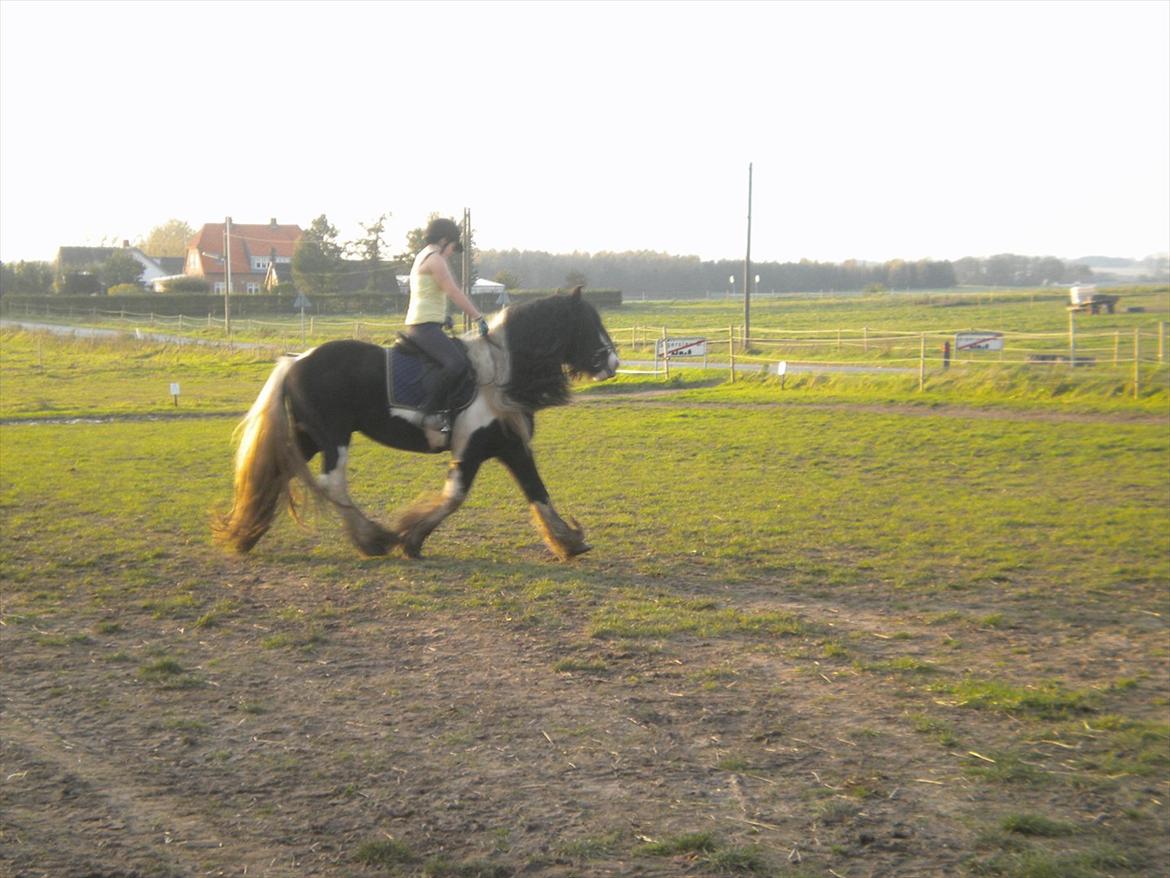 Irish Cob Sir Brutus of Ur billede 15