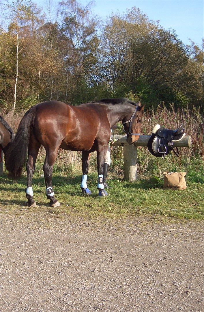 Oldenborg Lizette billede 2