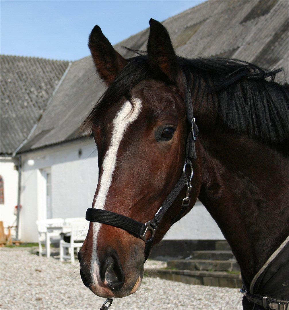 Oldenborg Macon billede 5