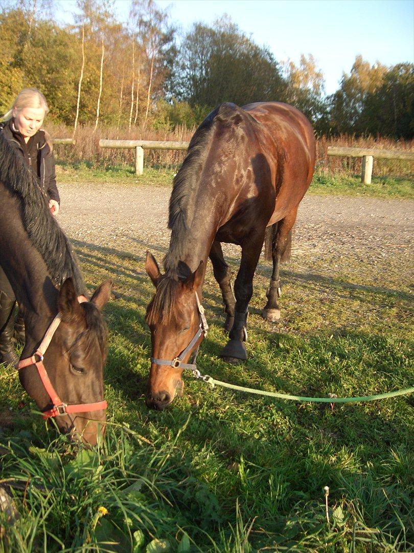 Oldenborg Lizette billede 4