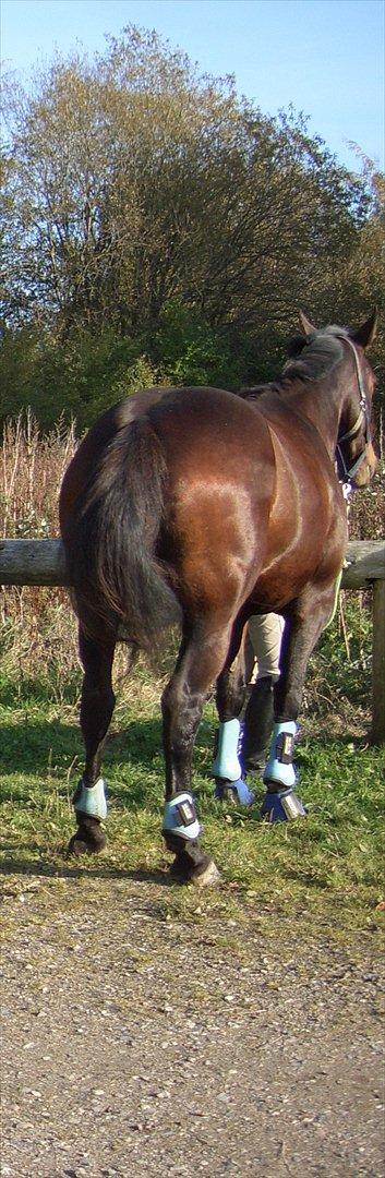 Oldenborg Lizette billede 5