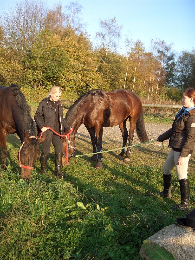 Oldenborg Lizette billede 6