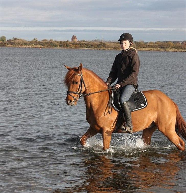 Anden særlig race Lundgaards Chivas Regal - (4) hæ, vi var lige ude og bade lidt i fjorden <3. || d. 21/9 2011 || Foto; -. billede 4