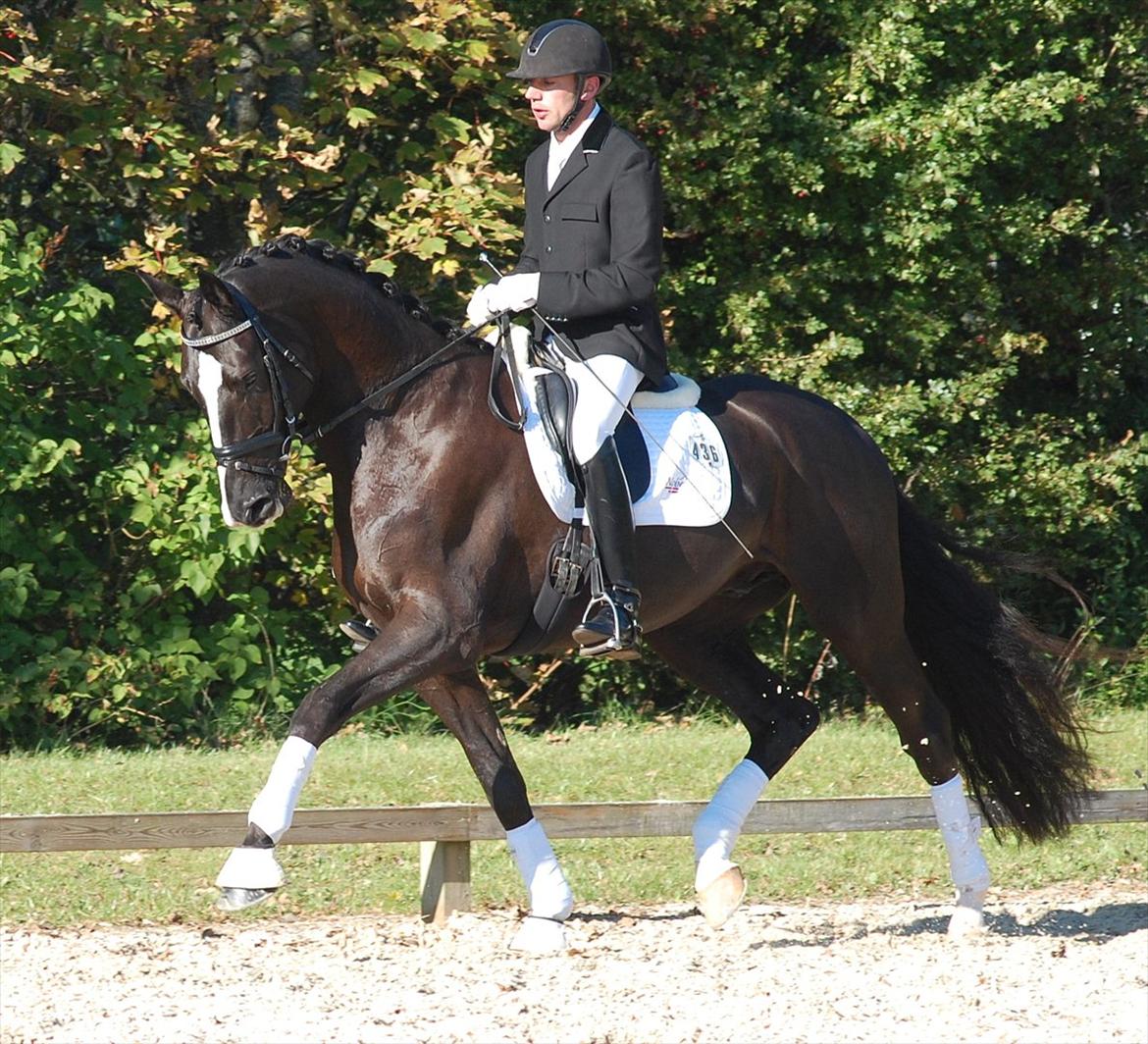 Dansk Varmblod De Negro-WI - Egnethedstest 2011 billede 6