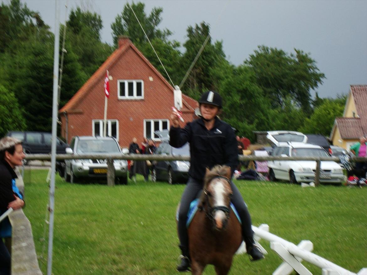 Dartmoor Skovbrynets Bastjan - simone til ringridning på bastjan. billede 5