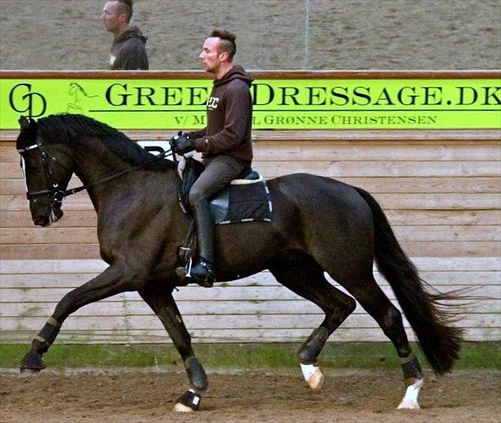 Dansk Varmblod De Negro-WI - Træning billede 13