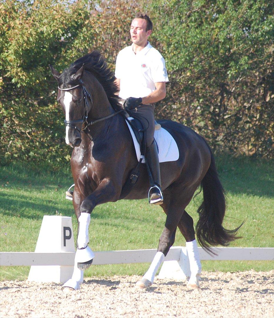 Dansk Varmblod De Negro-WI - Kursus ved Anne Troensegaard billede 9