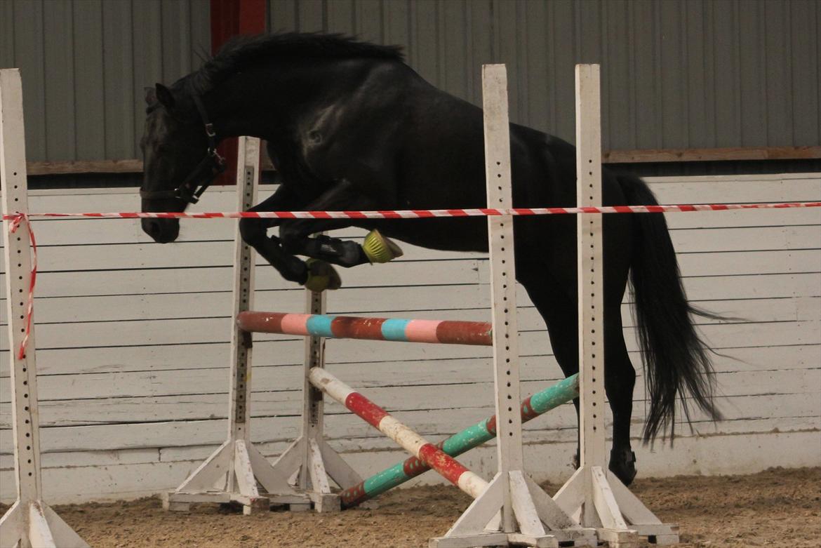 Oldenborg Atlas - Den sorte sno til løsspring :) 
Oksen er små 80 cm. 
Fotograf. Sara Justenborg billede 17