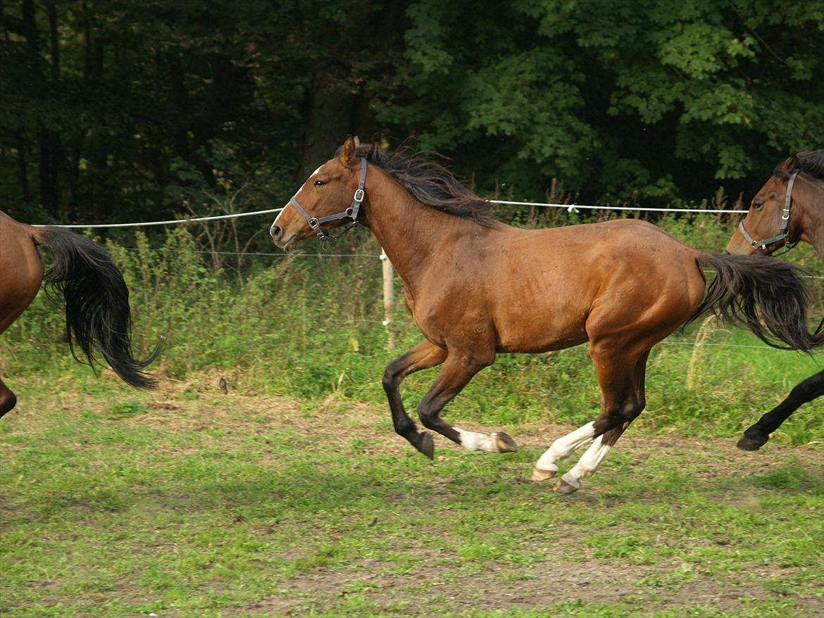 Holstener Trix Trax -Dejlige dreng, solgt... savnet- - September 2011 [Foto: Mig] billede 17