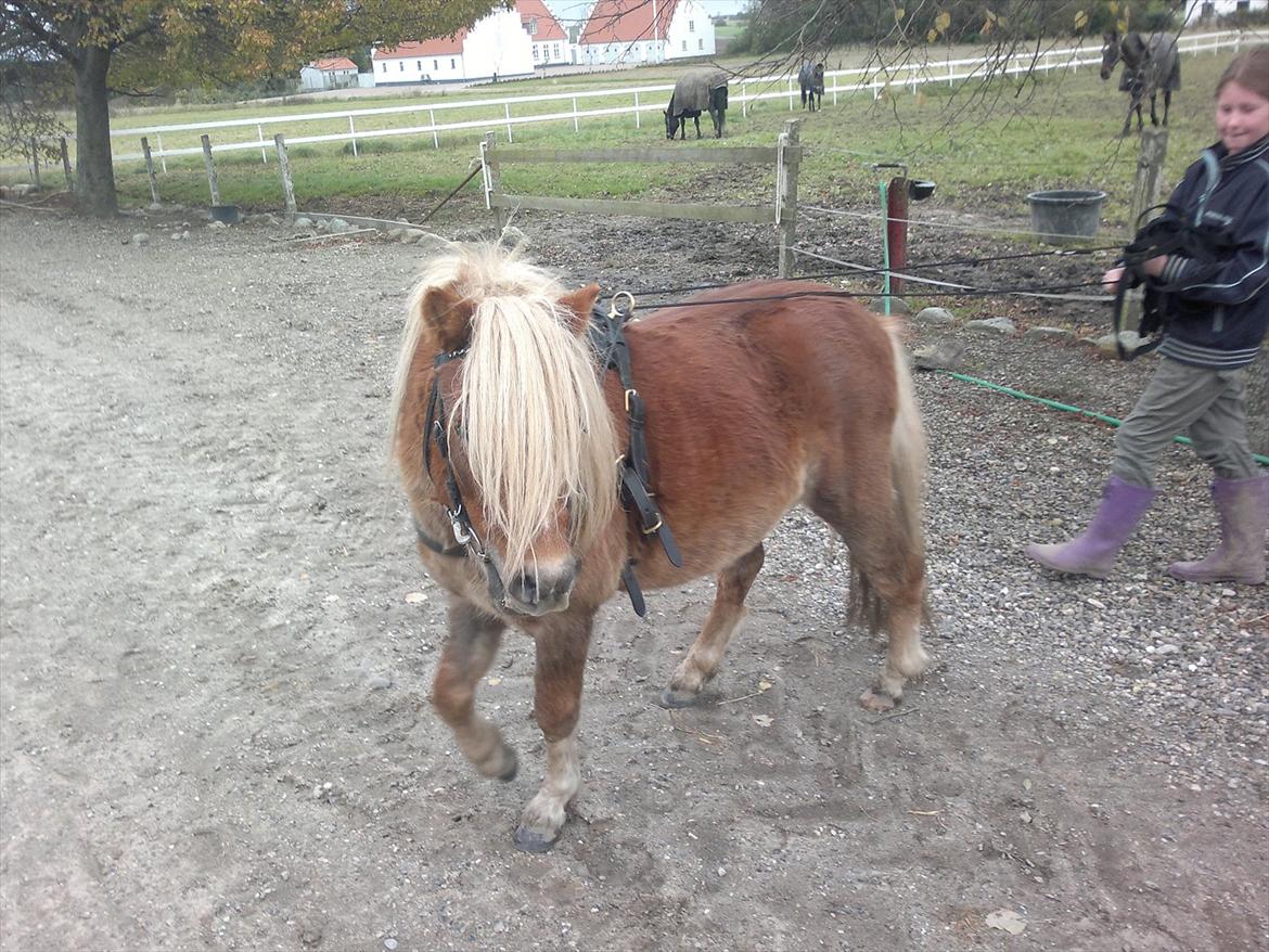 Shetlænder Oliver *Olle* billede 11