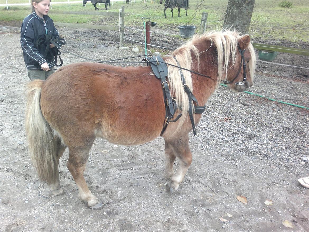 Shetlænder Oliver *Olle* billede 12