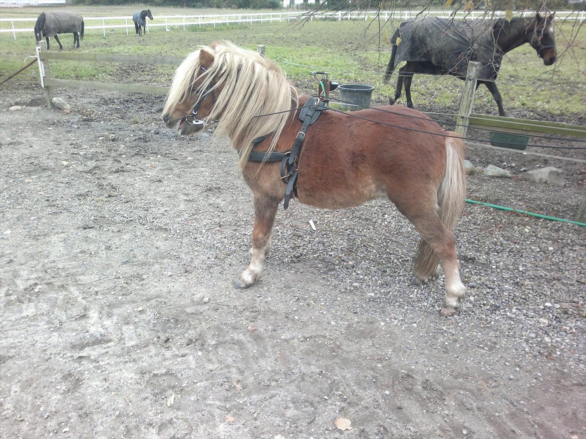 Shetlænder Oliver *Olle* billede 13