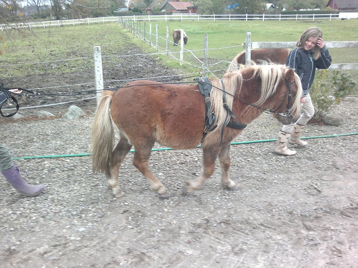 Shetlænder Oliver *Olle* billede 14