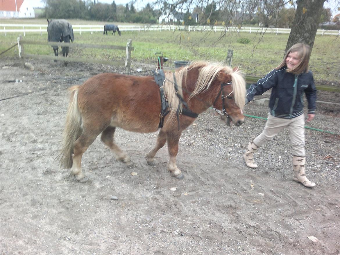 Shetlænder Oliver *Olle* billede 15