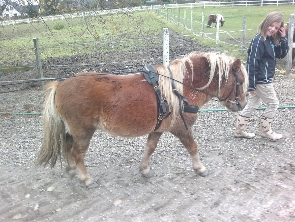 Shetlænder Oliver *Olle* billede 16