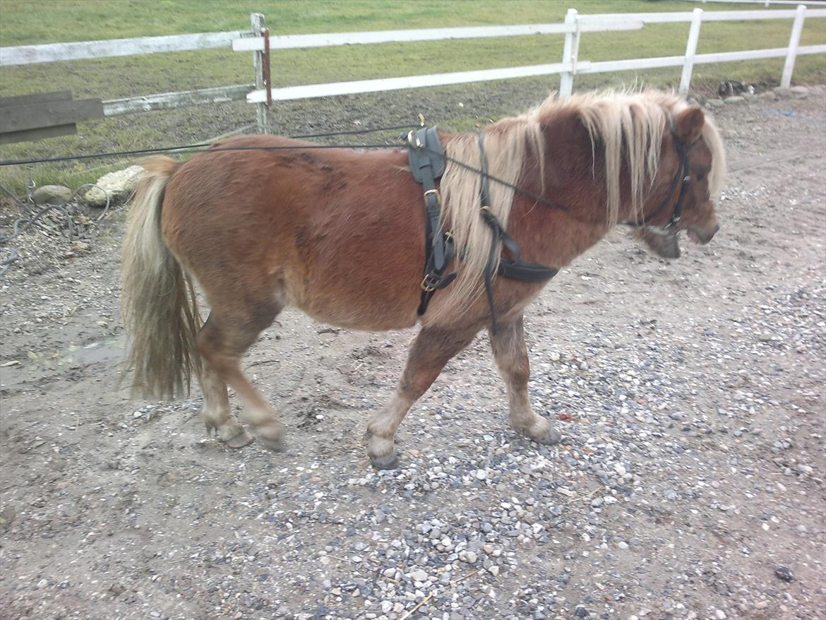 Shetlænder Oliver *Olle* billede 17