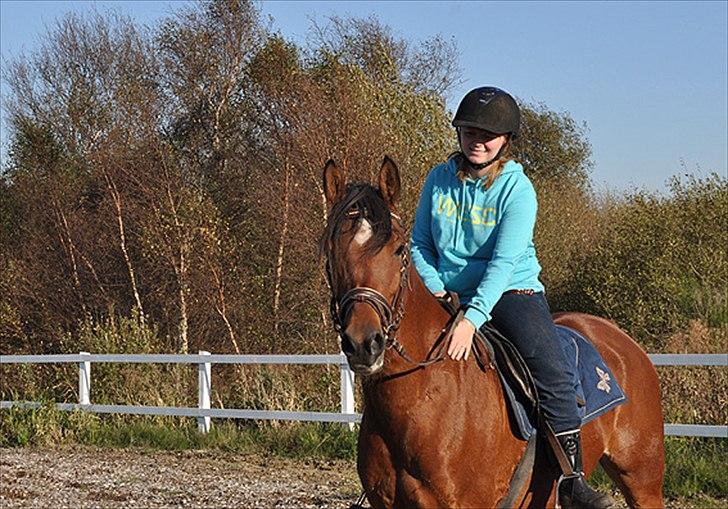 Arabisk fuldblod (OX) Antar El Karmdal *solgt* billede 18