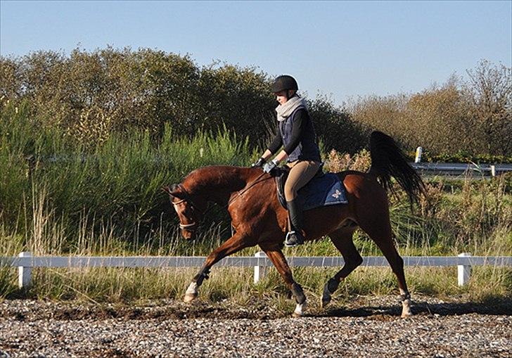 Arabisk fuldblod (OX) Antar El Karmdal *solgt* - nyt. 16/10-11 taget af Lone J,. Christina på billedet.  billede 20