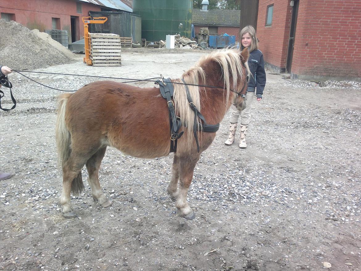 Shetlænder Oliver *Olle* billede 18