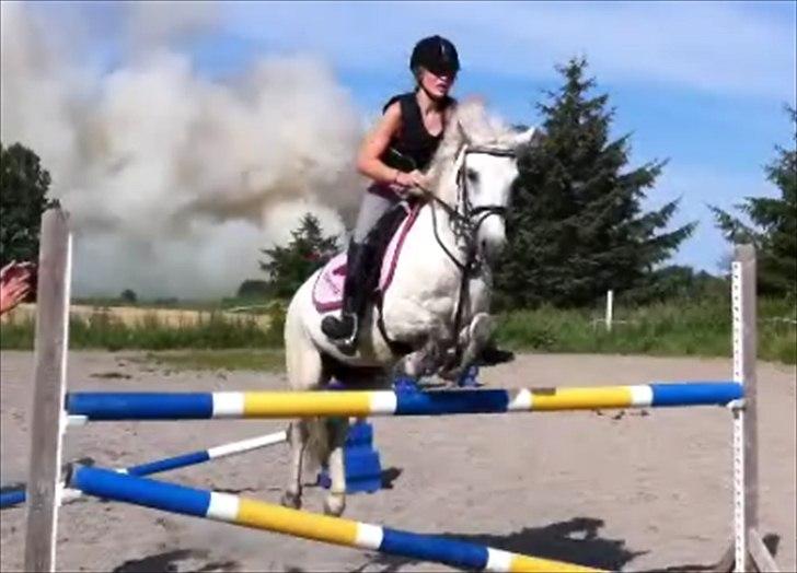 Anden særlig race Bandit "den elskede" :D <3 - Billed: 8 Spring undevisning af Matilde Skov :D taget fra en video (:  billede 8