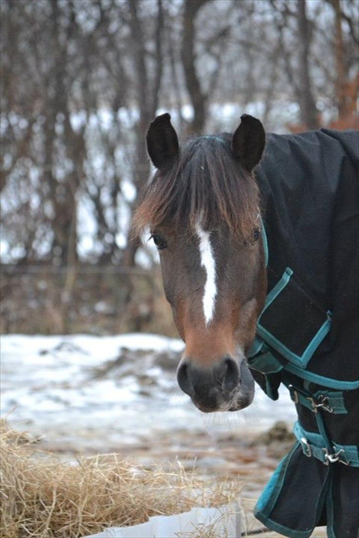 Anden særlig race Bruno Bjørn [himmelhest] - En rigtig dejlig vinter dag. billede 15