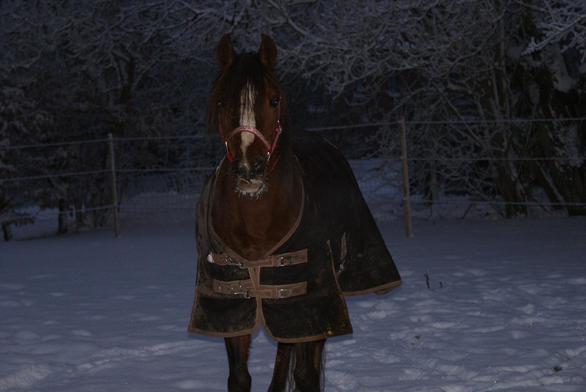 Welsh Pony (sec B) roza vrouwelijk - roza der står i snevejr og spiser sne hehe ;)  billede 12