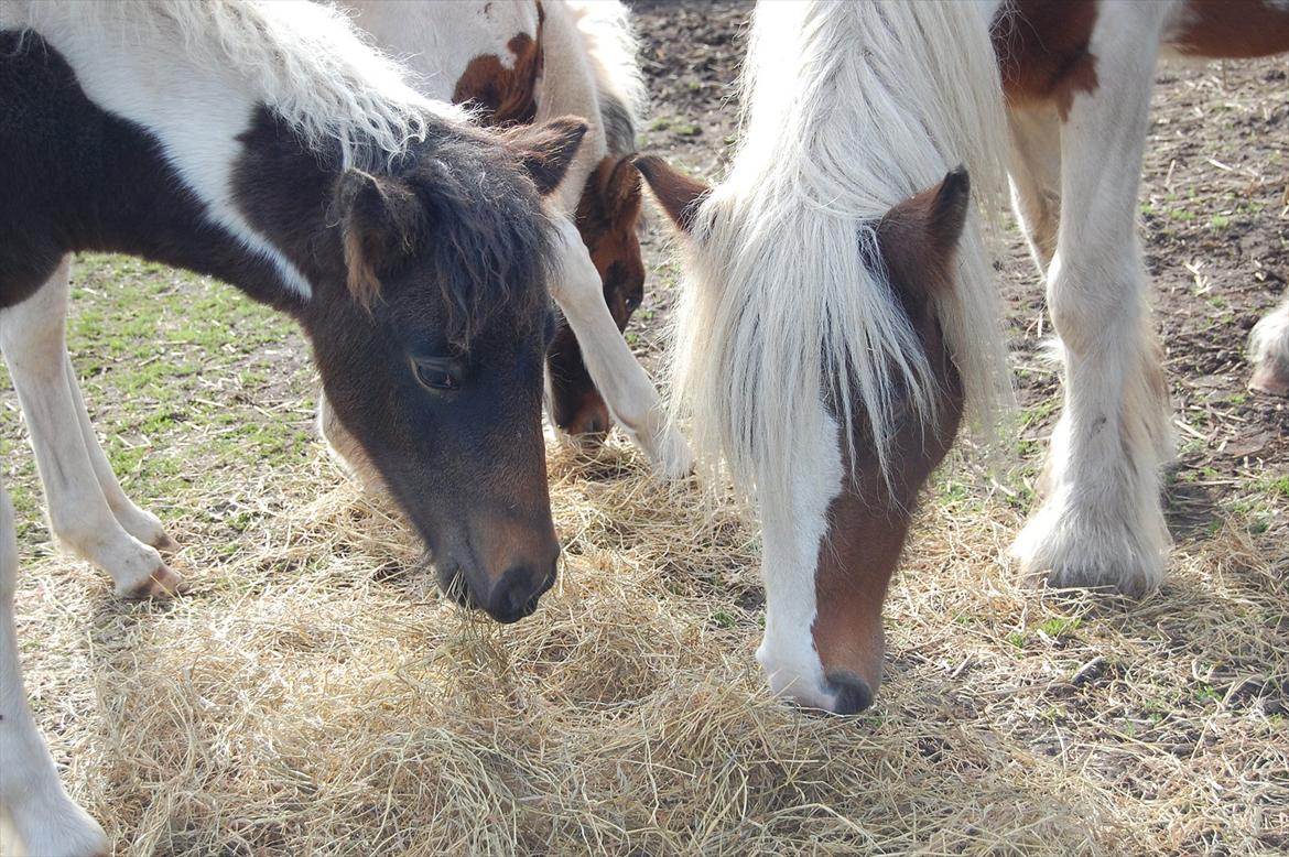 Irish Cob freja - her hygges i solen med føllerne ;) billede 20