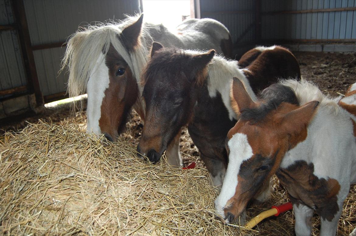 Irish Cob Crossbreed Mosegårdens Medina flashdance  (Diva) billede 16