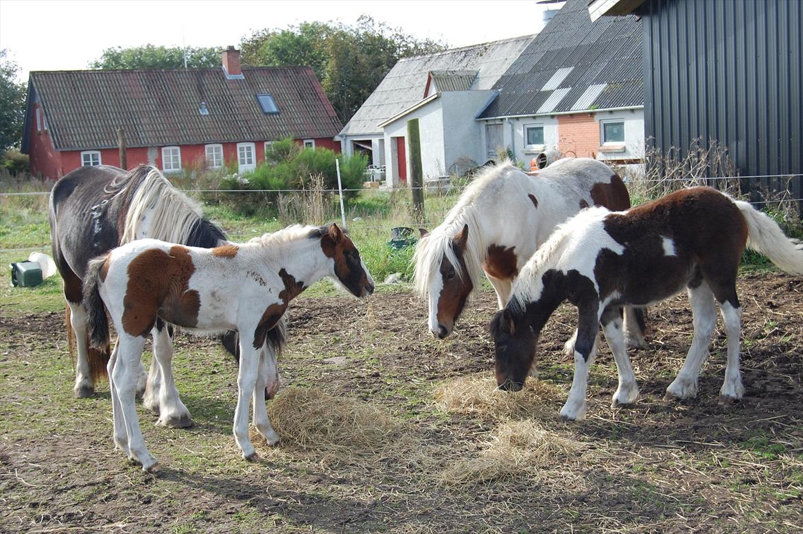 Irish Cob Crossbreed Mosegårdens Medina flashdance  (Diva) billede 17