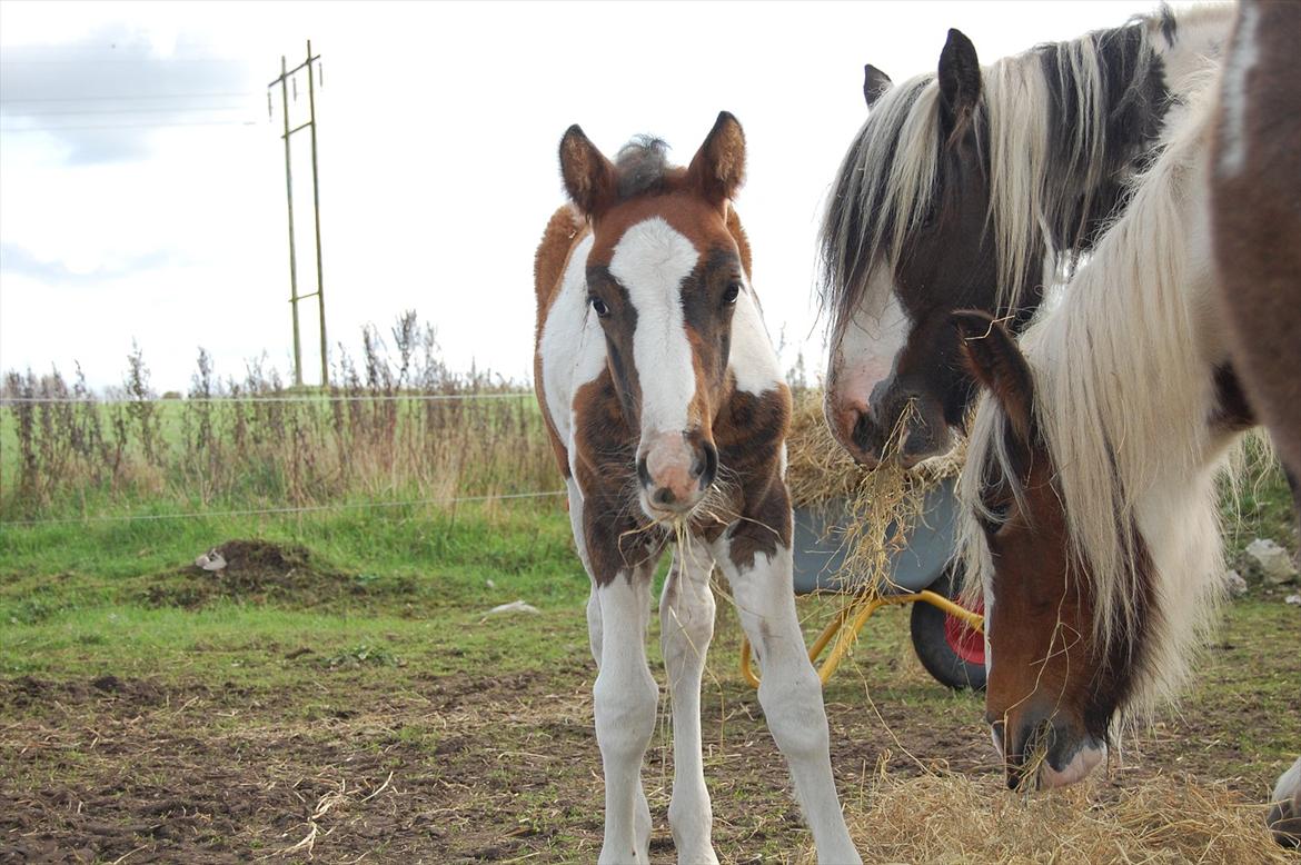 Irish Cob Crossbreed Mosegårdens Medina flashdance  (Diva) billede 18