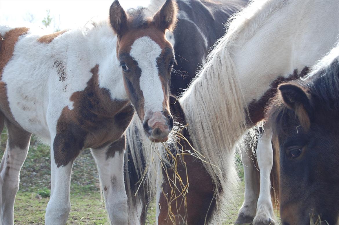 Irish Cob Crossbreed Mosegårdens Medina flashdance  (Diva) billede 19