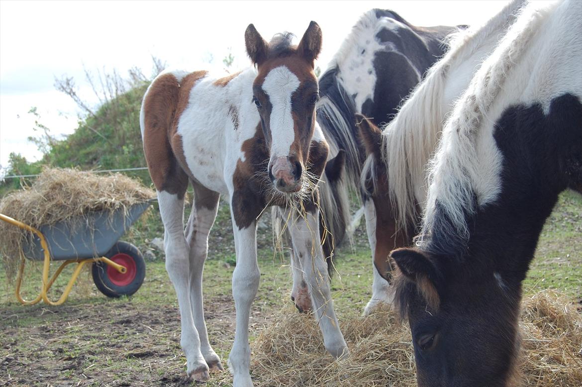 Irish Cob Crossbreed Mosegårdens Medina flashdance  (Diva) billede 20
