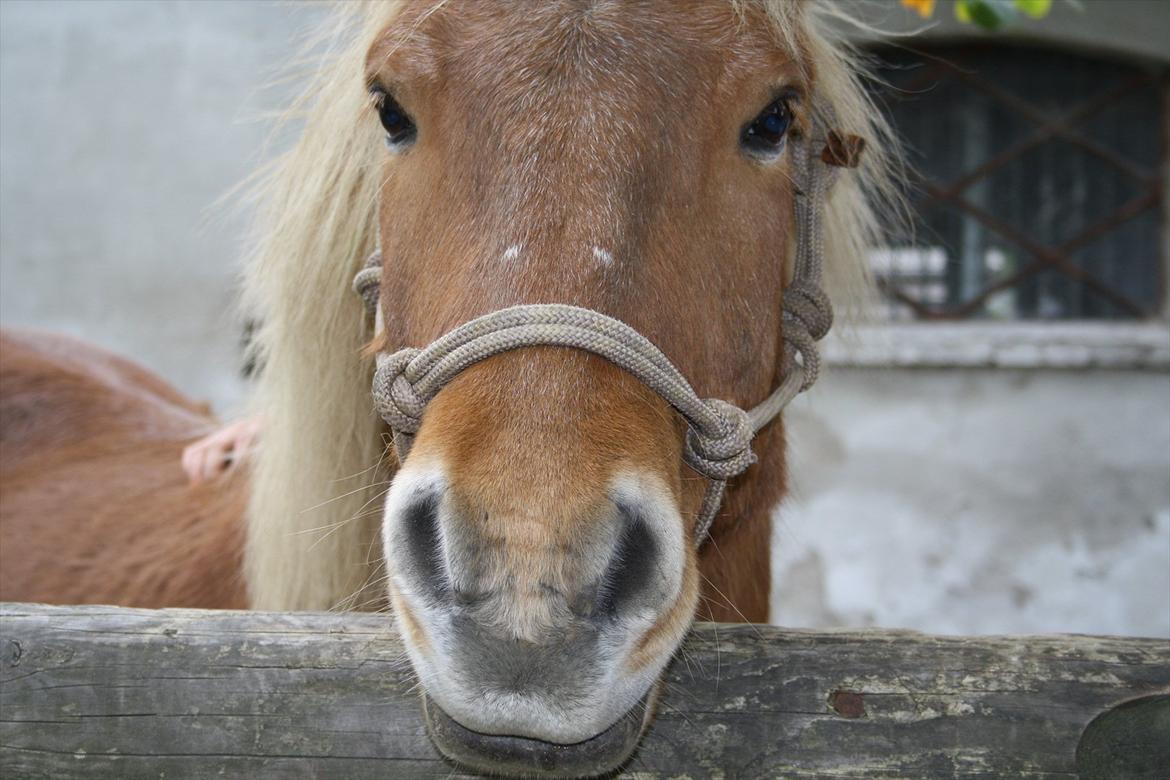 Islænder Halli fra Dyrehavegård <3 - De øjne dér... Man kan ikke andet end at holde af ham <3.

Oktober 2011 billede 14