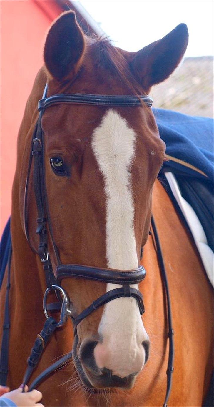 Hannoveraner Orson billede 1