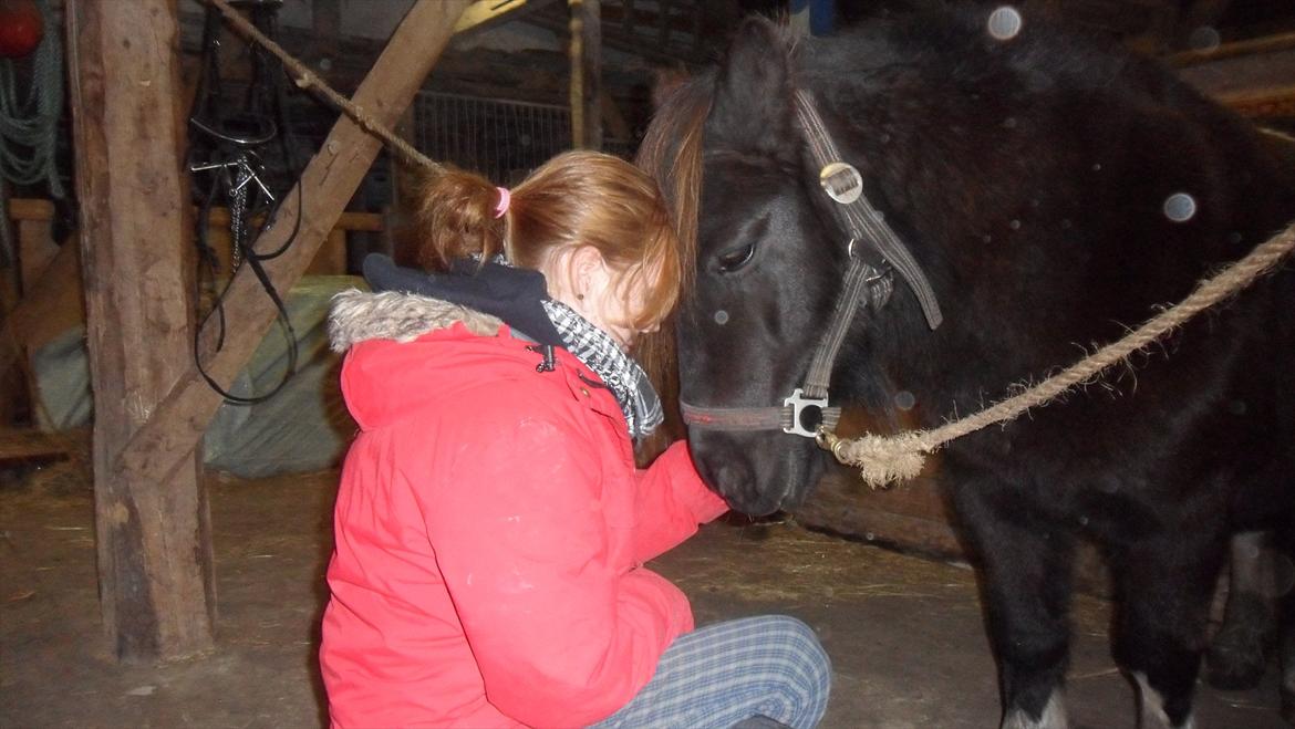 Shetlænder sararbi(biss) billede 8