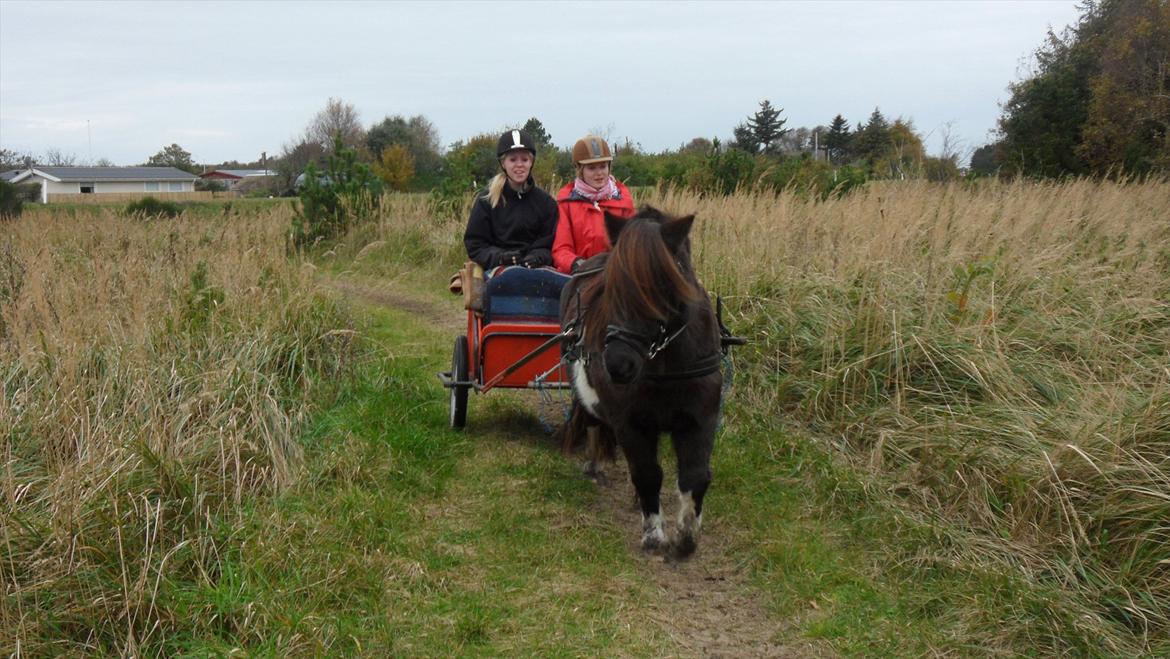 Shetlænder sararbi(biss) - biss og maiken og katja på kørertur ;) billede 9