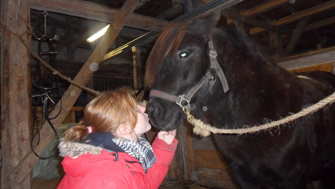 Shetlænder sararbi(biss) billede 10