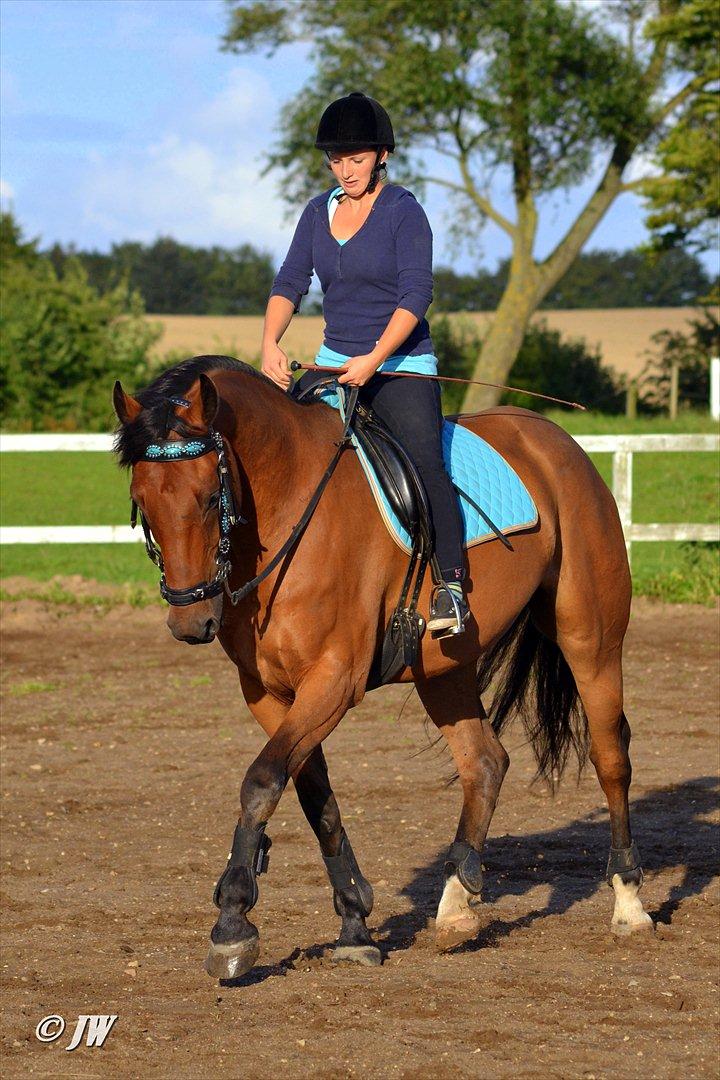 Anden særlig race Stauslykkes Le'Cato - © JW August 2011 billede 9