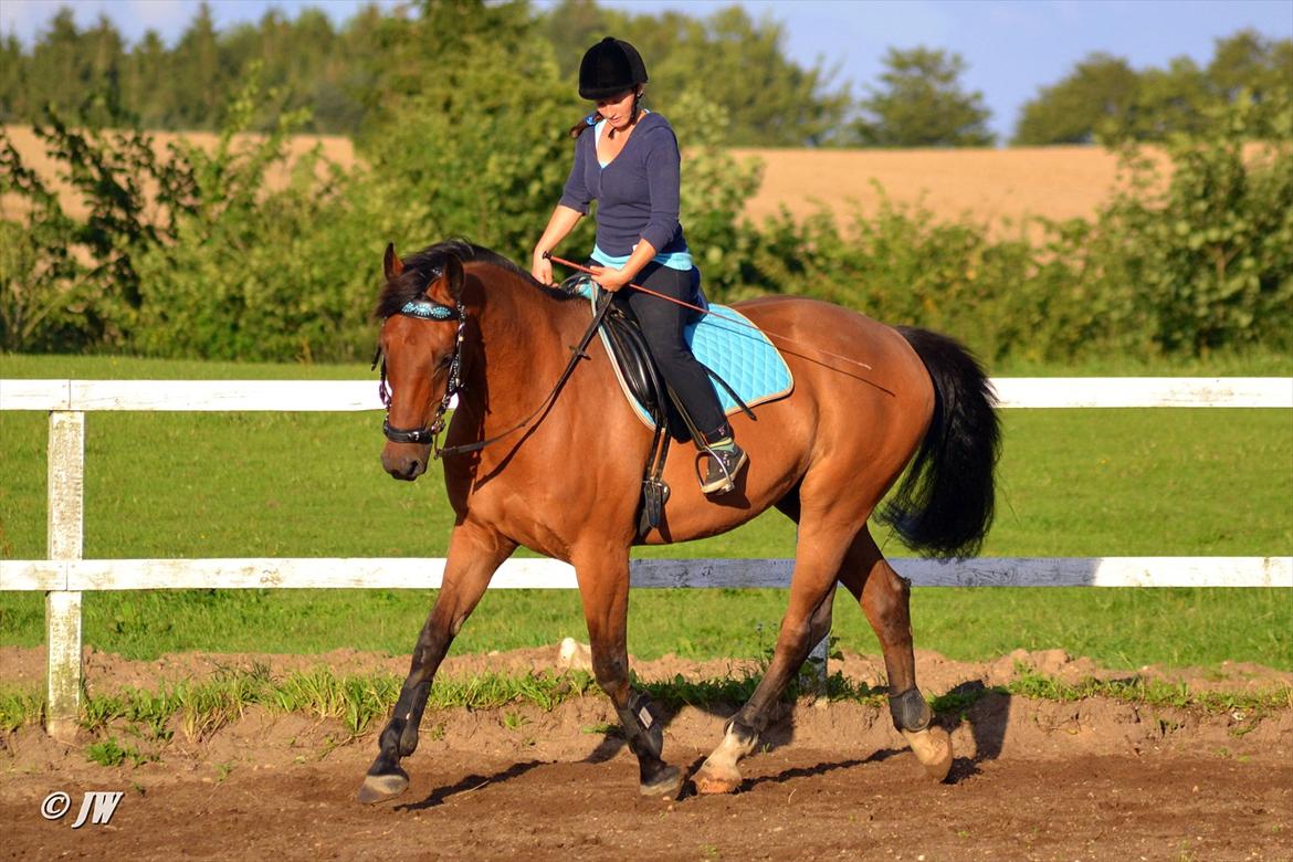 Anden særlig race Stauslykkes Le'Cato - © JW August 2011 billede 10